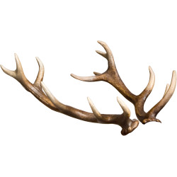 Cornamenta de ciervo